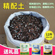 花大師石斛專用樹皮鐵皮石斛蘭專用營養(yǎng)土蘭花土種植肥料透氣松樹皮造景 石斛精配土12升 多種物質(zhì)混合