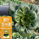 IDEAL理想農(nóng)業(yè) 黑葉蘇州青種子小白菜油菜種籽四季易種秋冬季蔬菜種子