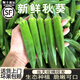 四叔公果蔬【順豐速發(fā)】現摘新鮮秋葵當季黃秋葵羊豆角鮮嫩農家自種蔬菜水果 2斤