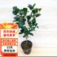 克瑞墨大牡丹茶花樹苗紅花綠植盆景地栽盆栽 四年苗克瑞墨 不含盆
