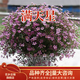 花鄉云錦滿(mǎn)天星種子好養的花卉種孑四季花種室內開(kāi)花種籽子庭院種籽 粉色500粒