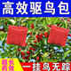 驅鳥(niǎo)神器農田果園菜地盈滿(mǎn)田驅鳥(niǎo)驚鳥(niǎo)強效趕禽防鳥(niǎo)驅走麻雀鴿子 一大包體驗包【30小包】