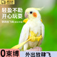 LISM鸚鵡牽引繩放飛繩超輕遛鳥(niǎo)繩玄鳳小太陽(yáng)專(zhuān)用背帶式外出牽引訓(xùn)練繩 【新升級(jí)】黃色放飛繩 （中號(hào)適用玄鳳/小太陽(yáng)）
