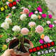 重瓣太陽(yáng)花種子死不了太陽(yáng)花易播種花卉室外陽(yáng)臺(tái)盆栽花卉種子大全 重瓣太陽(yáng)花種子【混色】1萬粒+肥