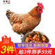 芮瑞 新鮮宰殺三黃雞土雞柴雞笨雞 雞肉 整只 700g  1只