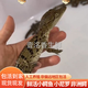 IGIFTFIRE鮮活小鱷魚苗小鱷苗魚苗鱷苗鱷龜苗人工養(yǎng)殖鱷魚苗尼羅非洲鱷食用 非洲鱷一條（小尼羅） 25-30cm