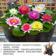 德國(guó)品質(zhì)睡蓮水培植物四季水養(yǎng)荷花根塊帶花苞水蓮花盆栽池塘大型 混色大睡蓮帶花芽 帶芽5棵 不含盆