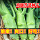 農點(diǎn)贊雞腿芥蘭種子芥蘭菜種籽潮汕紅芥藍菜籽甜芯綠芥藍種孑四季蔬菜籽 雞腿芥藍種子500粒*1袋