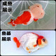 AIPHAROW精品蘭壽金魚活魚潘氏觀賞魚奶牛淡冷水玉兔活體好養(yǎng)耐活國粹 7-8cm精品紅白蘭壽亞成魚 1條