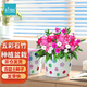 IAM City Farmer五彩石竹DIY植物種植趣味盆栽簡(jiǎn)單好種幼兒園兒童種植盆栽10074