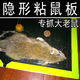 皇貓老鼠貼粘鼠板老鼠夾黏鼠板耗子膠超強(qiáng)力捉粘大老鼠貼沾抓滅鼠家用 5張裝
