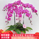 初卉（C·hui）【送貨上門(mén)】蝴蝶蘭盆栽帶花帶苞年宵花盆栽花卉真花喬遷全國配送 四支紫色（帶盆栽好）