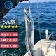 七冰東 帶魚(yú) 新鮮特級(jí)大帶魚(yú)整條 海釣寬帶魚(yú)段整箱 海鮮水產(chǎn) 生鮮 魚(yú)類(lèi) 5斤裝（7兩-1斤/條）