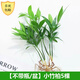 愛你一萬年竹柏水培綠植驅(qū)蚊竹辦公室內(nèi)花卉綠植四季好養(yǎng)白掌水培紅掌盆栽 【不含盆】驅(qū)蚊竹柏5顆