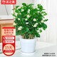 沭之美茉莉花盆栽花卉植物室內(nèi)客廳陽臺 茉莉5株+塑料螺紋盆 源頭直發(fā)