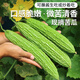 密農(nóng)人家 新鮮綠皮苦瓜 農(nóng)家種植涼瓜 果肉甘苦清脆爽口新鮮蔬菜苦瓜400g
