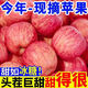 【超低價】陜西冰糖心紅富士蘋果當季水果新鮮整箱批發(fā)脆甜 整箱5斤精選大果