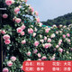 壹植粉色龍沙寶石薔薇爬藤本月季花苗盆栽四季濃香玫瑰花卉植物庭院開(kāi) 【開(kāi)花機器】粉龍沙寶石中苗 裸根不帶土