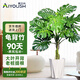 愛(ài)優(yōu)尚龜背竹盆栽客廳室內(nèi)辦公室大型綠植盆景凈化空氣吸甲醛源頭直發(fā)