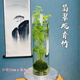 納學(xué)  翡翠觀(guān)音竹1苔蘚球水培款配造盆景盆栽綠植花卉植物 【魚(yú)缸款】水培翡翠竹+15*40魚(yú)缸 帶盆栽好