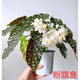ZNMW鱒魚秋海棠烏頭富士山熱帶植物鮮花綠植花盆謎室內(nèi)客廳花園 【粉旗魚】竹節(jié)類秋海棠