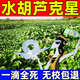 水花生除草藥荷花水草葫蘆雜草克星強力除雜草香附子不傷魚(yú)專(zhuān)用肥 一瓶【體驗裝】 100ml 1瓶