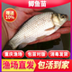 棠仲承黃金鯽魚(yú)苗特大中科五號寸片麻鯽土鯽大尺寸3號重慶本地淡冷水養殖活體銀白鯽高背大板鯽工程鯽湘云鯽 土鯽魚(yú)苗 6-8公分 200條+20條防損