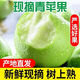 柏饞山西青蘋果9斤現(xiàn)摘水果新鮮酸爽綠平果應(yīng)當(dāng)季孕婦丑萍果糖心整箱 5斤精品裝凈重4.5斤