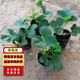 濱淇草莓苗奶油草莓四季草莓苗當年結果草莓苗帶原土5棵源頭直發(fā)