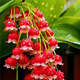 四季開(kāi)花香水鈴蘭帶芽?jì)艋諝饣缗柙躁?yáng)臺濃香球根花卉庭院室內 紅新娘 2顆+肥不活包賠手選精品*