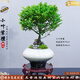 潮裕盆景真正小葉紫檀盆景室內客廳陽(yáng)臺庭院綠植老樁樹(shù)四季常青吸甲醛好養 小葉紫檀盆景12 帶盆栽好