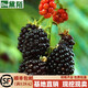 黛陌 果樹(shù)苗 樹(shù)莓苗  南方北方種植當年結果 品種齊全 黑樹(shù)莓 4年苗