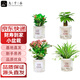 九千谷發(fā)財(cái)樹綠植盆栽長(zhǎng)壽花卉鐵海棠虎刺梅金邊吊蘭盆景源頭直發(fā)