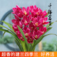 劉閣蘭花蘭花苗盆栽夏帶花苞發(fā)貨名貴花卉 金秋歲月四季開(kāi)花綠植室內香蘭 千禧富貴5苗帶簡(jiǎn)易盆土肥