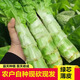四川新鮮萵筍現(xiàn)摘現(xiàn)發(fā)萵苣農(nóng)家自種綠心高山萵筍青筍鳳尾脆嫩薄皮 三斤裝