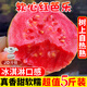 甜野里福建紅心芭樂(lè )軟糯番石榴5斤白心軟芭樂(lè )冰淇淋口感胭脂紅送禮水果 5斤軟糯紅芭樂(lè )【凈重4.5斤】 【JDL冷鏈速運】