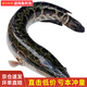 果亦橙黑魚 微山湖當(dāng)季黑魚鮮活現(xiàn)殺烏魚財(cái)魚活魚新鮮燉湯凈膛發(fā)貨 新鮮現(xiàn)殺凈膛前3斤