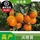 黃忠文 橘子苗樹(shù)苗沃柑苗嫁接果樹(shù)苗少籽沃柑庭院盆栽地栽苗 晚熟品種 3年沃柑苗（高60-80cm）