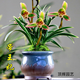 帝王妃蘭花整盆發(fā)貨妃矮種金邊蘭盆栽花濃香型常青室內綠植好 帝王妃 去盆發(fā)貨 +肥 6苗以上