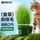 網(wǎng)易嚴選 貓咪零食貓草種子黑麥種子貓草盆栽無(wú)土懶人水培貓草杯