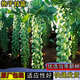 抱子甘藍種子孢子甘藍種籽小包菜卷心菜包心菜孑易種蔬菜種子大全 抱子甘藍種子【1包 約30粒】