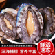 鮮活大鮑魚新鮮冷凍個(gè)大鮮活海捕超大 大號(8只/斤) 1斤