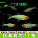 活體寵物燈科魚合集寶蓮燈紅綠燈斑馬活體觀賞魚熱帶魚活體 小型 紅鼻剪刀10+1條備損（1.5CM+）