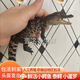 IGIFTFIRE鮮活小鱷魚(yú)苗小鱷苗魚(yú)苗鱷苗鱷龜苗人工養(yǎng)殖鱷魚(yú)苗尼羅非洲鱷食用 精品泰鱷一條（小暹羅） 25-30cm