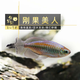 魚官兒電光剛果美人熱帶觀賞魚中大型草缸群游魚活體觀賞魚 剛果美人公5條（4cm+）