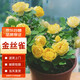 墨一灌木月季花苗特大花盆栽薔薇四季開花 金絲雀 40cm 源頭直發(fā)