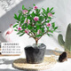 愛你一萬(wàn)年金邊瑞香盆栽濃香型帶花苞杜鵑花苗老樁茶花大苗四季開花植物鮮花 4年苗瑞香30-35cm【原生盆】