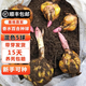 耘淘秋冬季室外耐寒百合花種球帶芽香水百合種球室內盆栽四季開(kāi)花花卉 混色百合5球+有基肥+營(yíng)養液