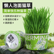 歡寵網(wǎng)貓草種子盆栽套裝懶人罐頭水培土培種植貓零食貓咪化毛球片貓薄荷