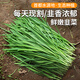 密農(nóng)人家 農(nóng)家韭菜 現(xiàn)割現(xiàn)發(fā)新鮮韭菜 做餡味道濃郁燒烤食材新鮮蔬菜500g